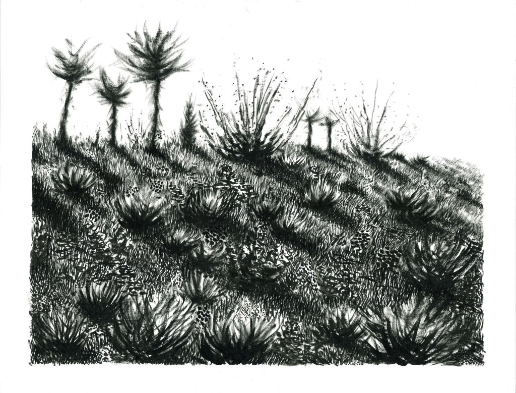 (50 x 70 cm) ink on&nbsp;paper